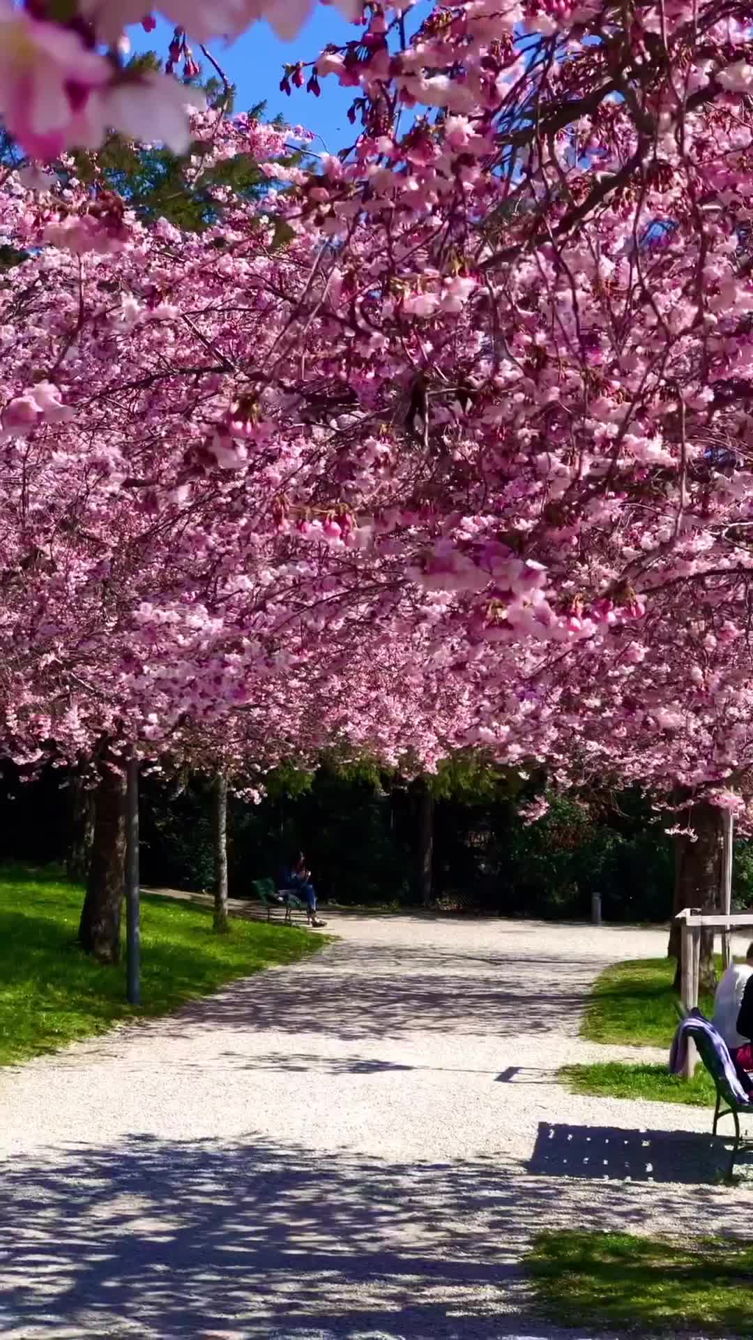 Cherry Blossom Vibes in Lausanne, Switzerland 🌸