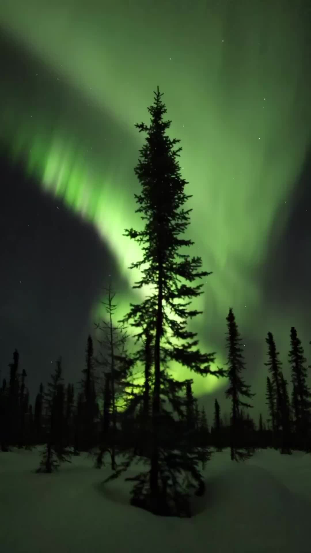 Northern Lights in Fairbanks: Peak Aurora Borealis