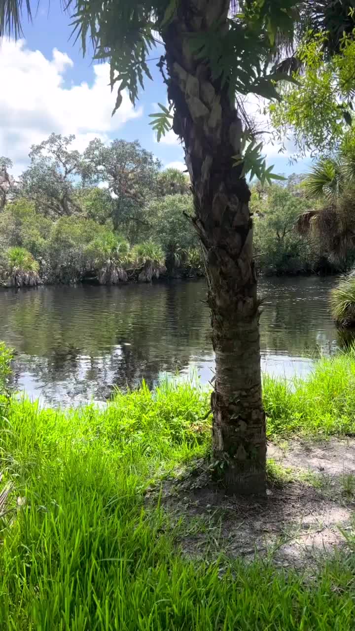 Discover the Beauty of Myakka River in Port Charlotte