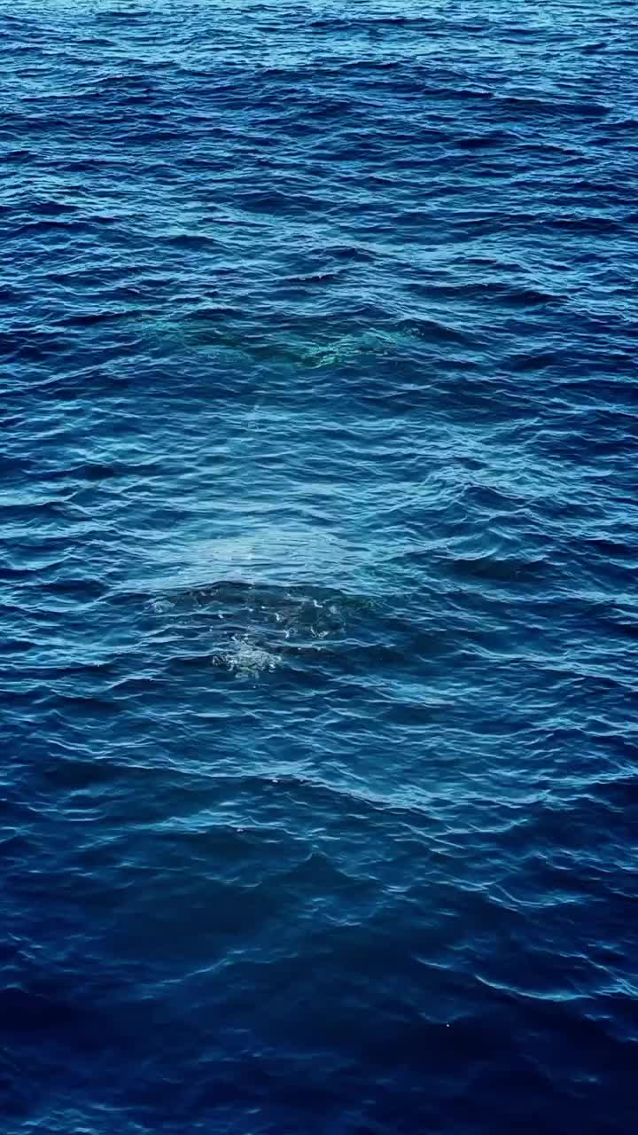 Steam Train: Humpback Whale Migration at Maroubra Beach