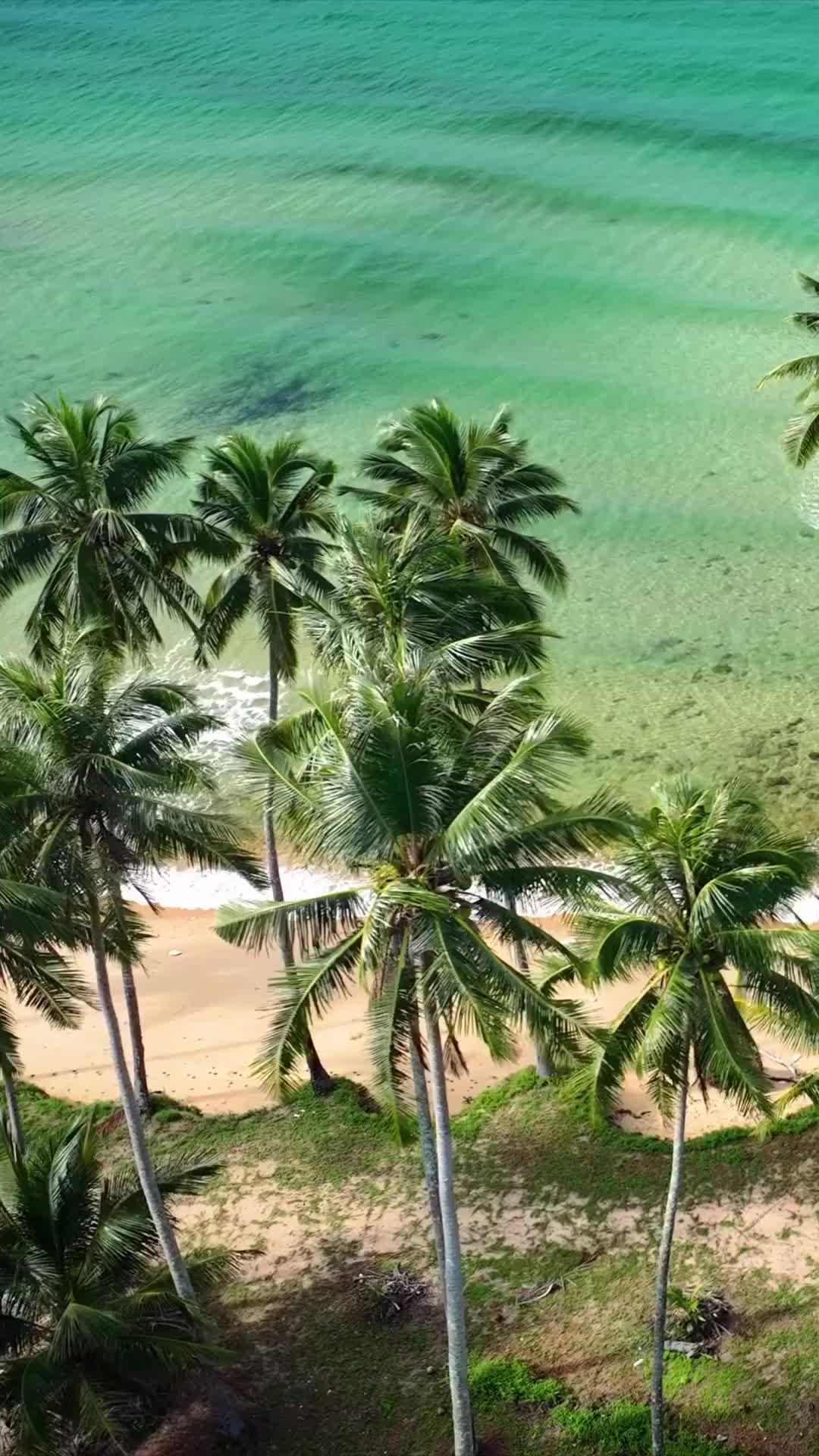 Palm Trees and Sea Bliss at Kho Chang Island
