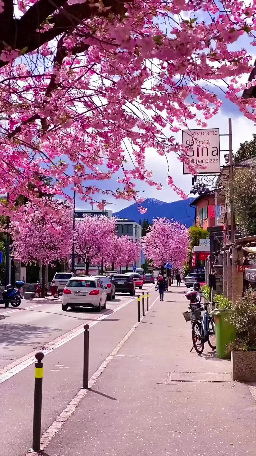 Spring Fever Blossoms in Ticino, Switzerland 🌸