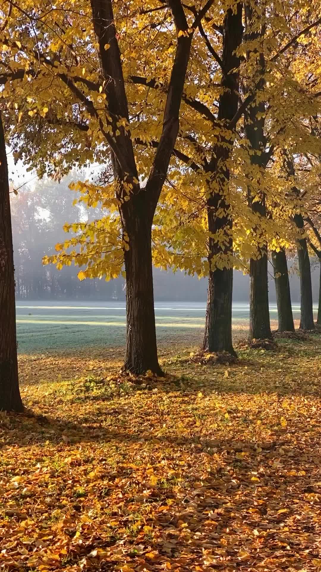 Autumn Splendor at Parco di Monza 🍂🍁 | Monza, Italy