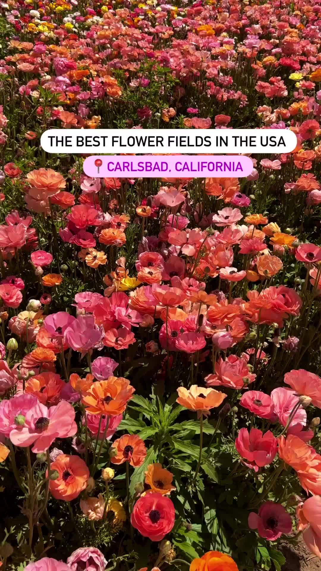 Explore Carlsbad Ranch Flower Fields This Spring!