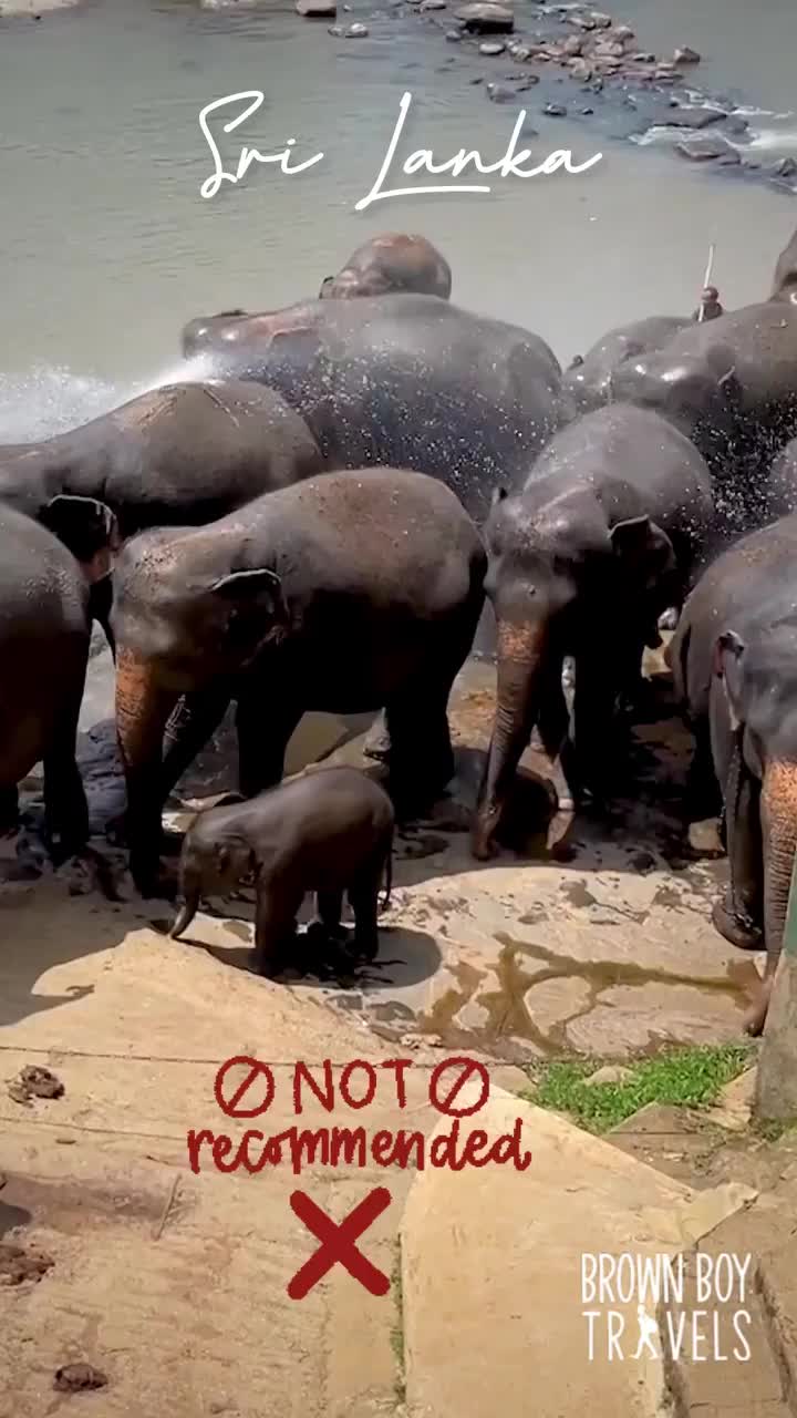Heartbreaking Reality of Pinnawala Elephant Sanctuary