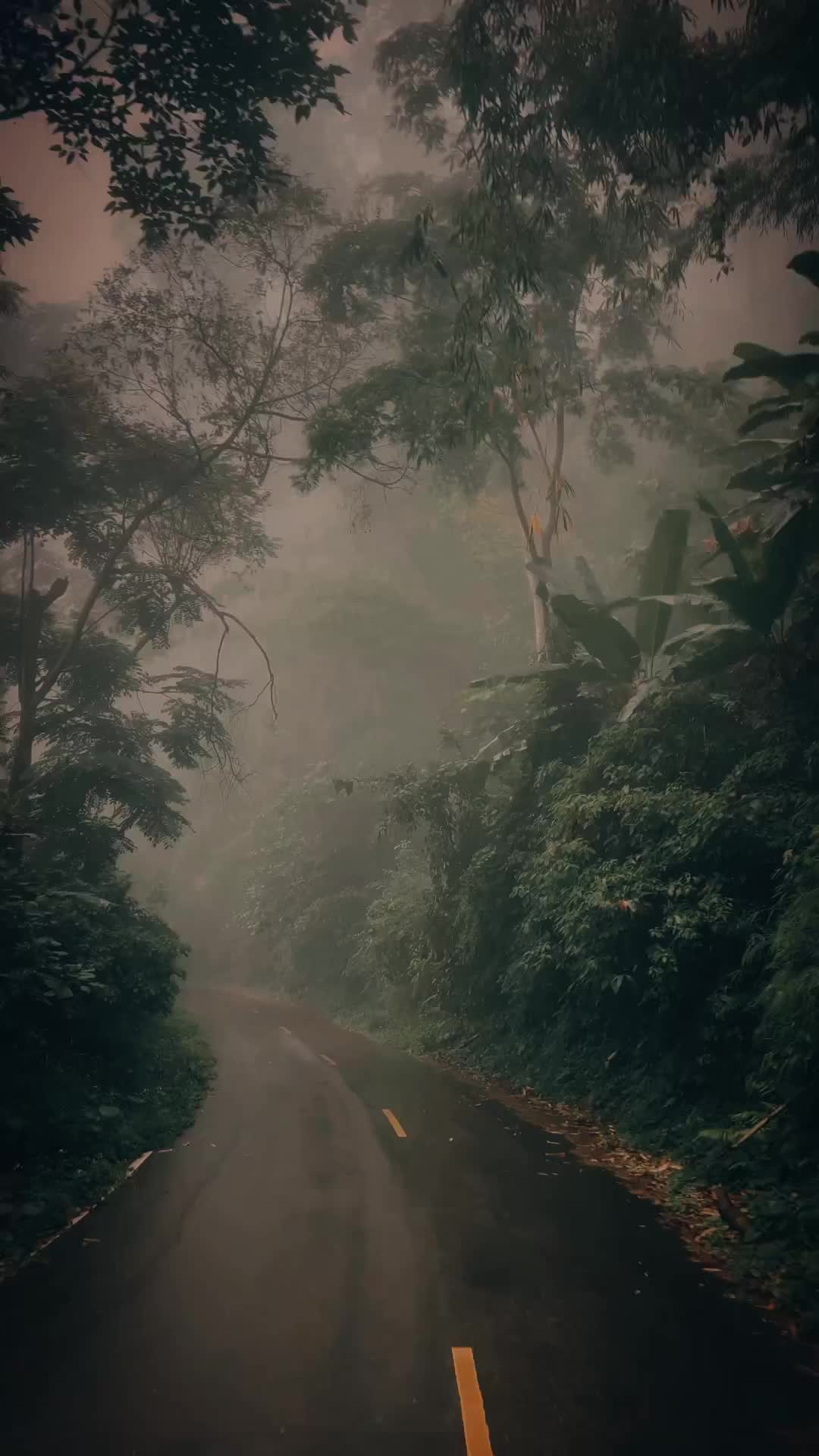 Exploring Jungle Roads in Chiang Dao, Thailand
