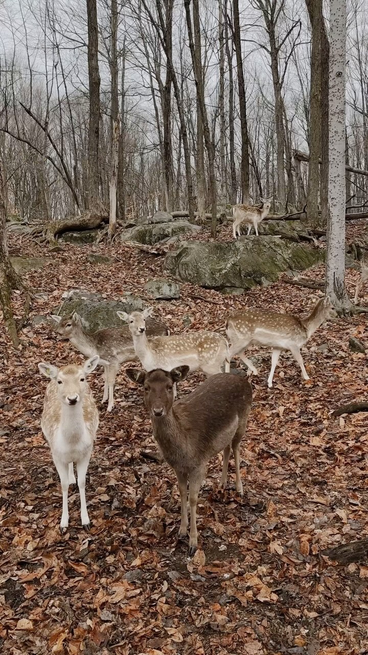 Montebello, Kanada