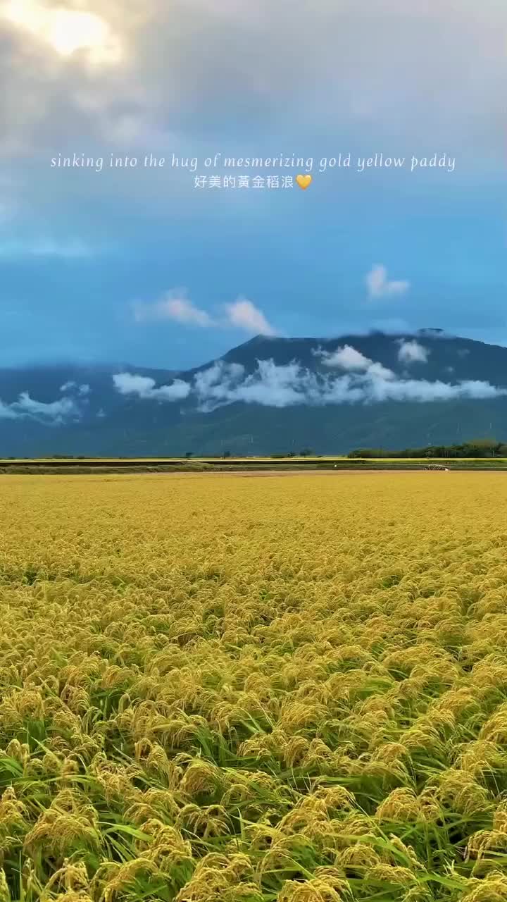 Autumn's Golden Fields in Taitung, Taiwan