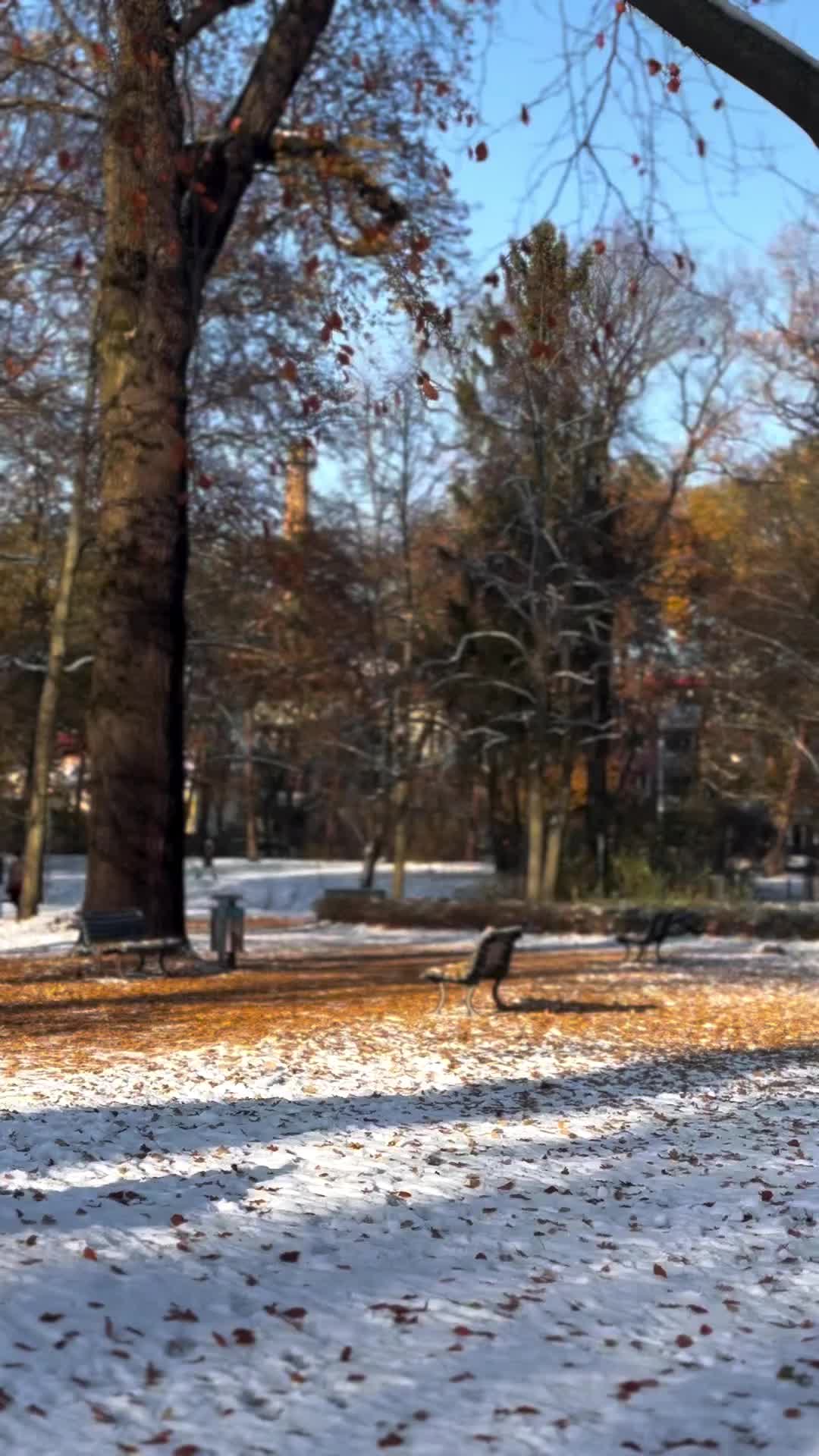 Snowy Serenity at Bürgerpark Pankow, Berlin