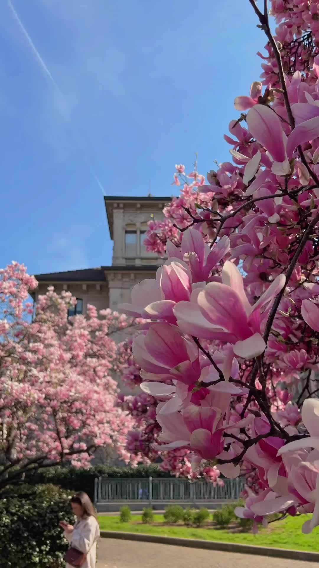 Spring Blossoms in Milan: Explore Piazza Tommaseo