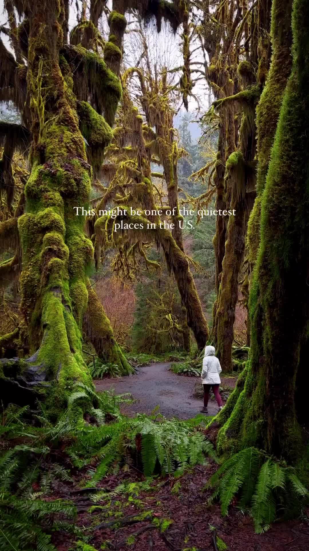 Peace Found in the Quiet of Hoh Rainforest