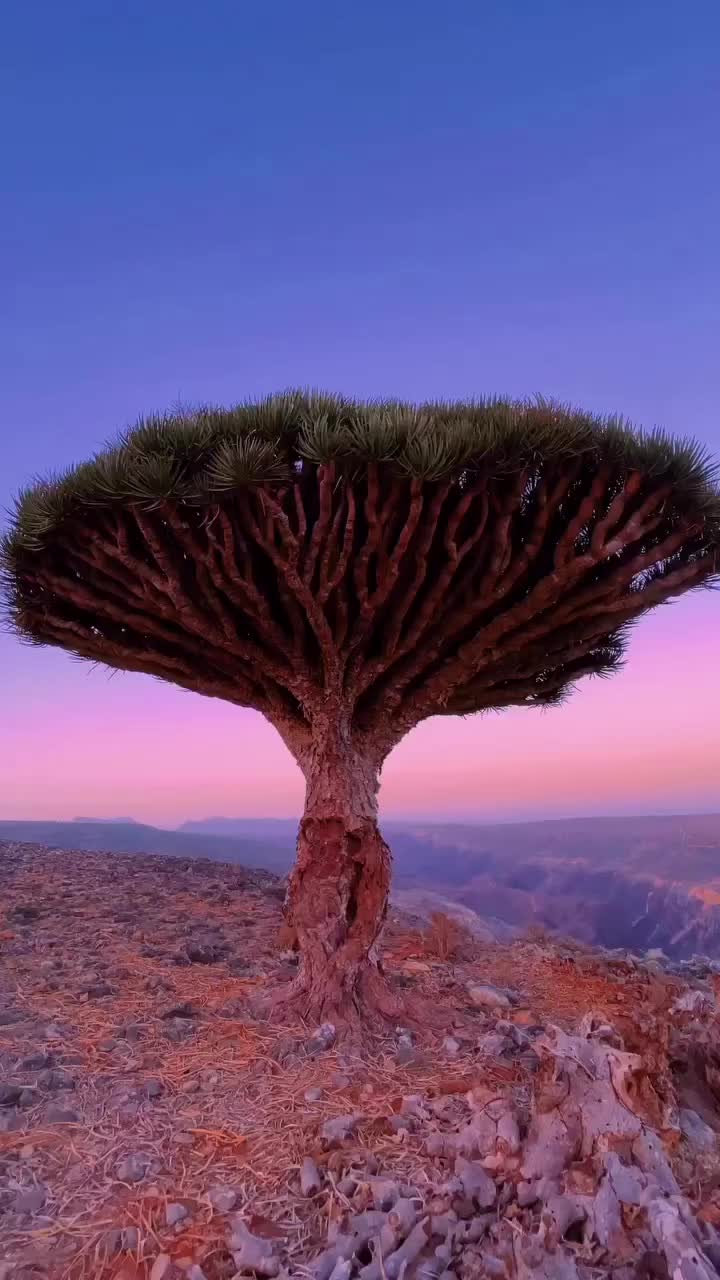 Discover the Magic of Socotra Island, Yemen