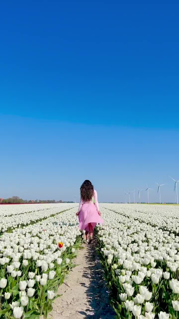 Tulip Season in the Netherlands: Explore Beautiful Fields