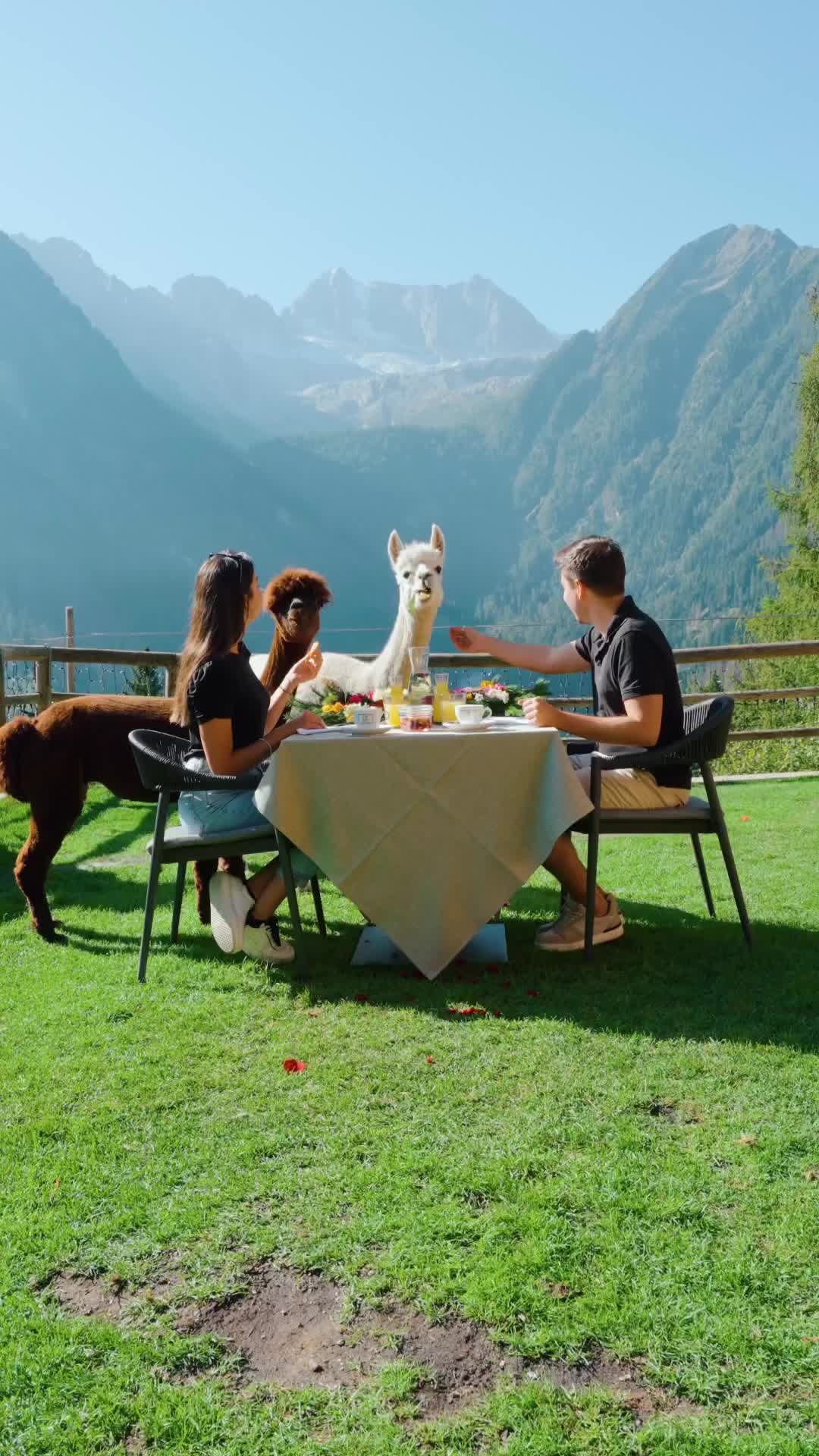 Unique Breakfast with Alpacas at Chalet Al Foss, Italy