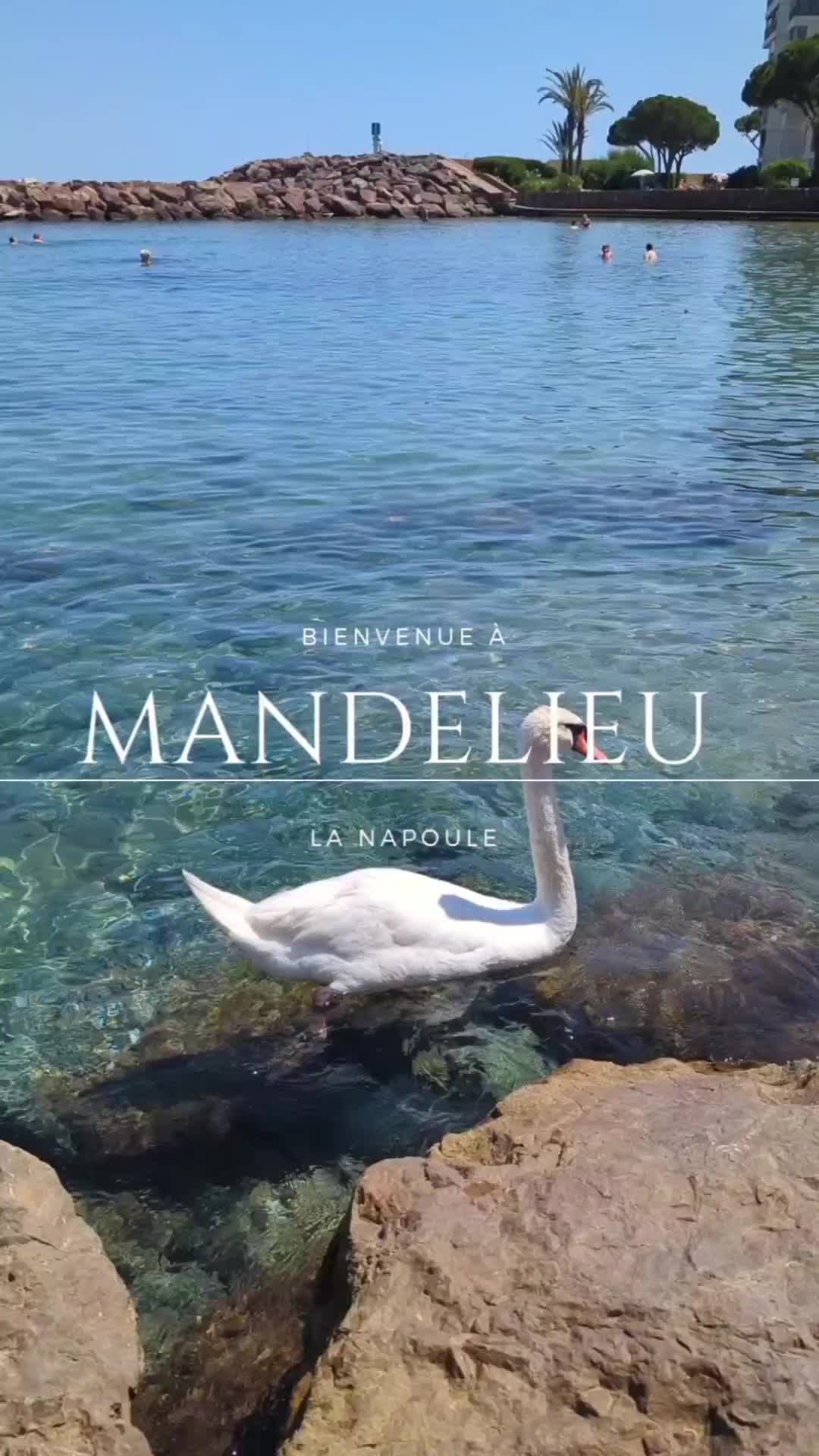Discover the Swans of Mandelieu-La Napoule