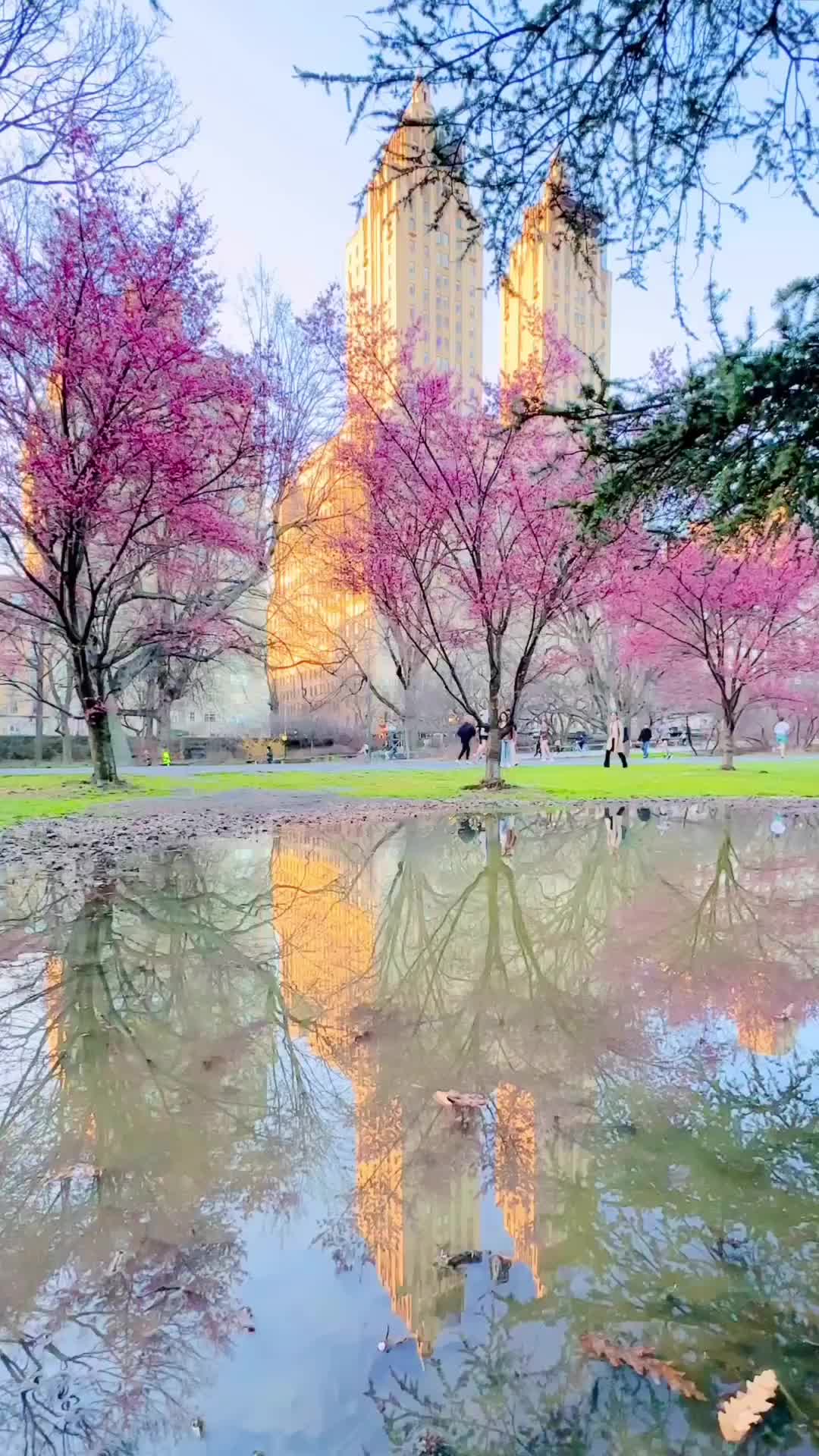 Spring Blossoms in Central Park at Sunset 🌸