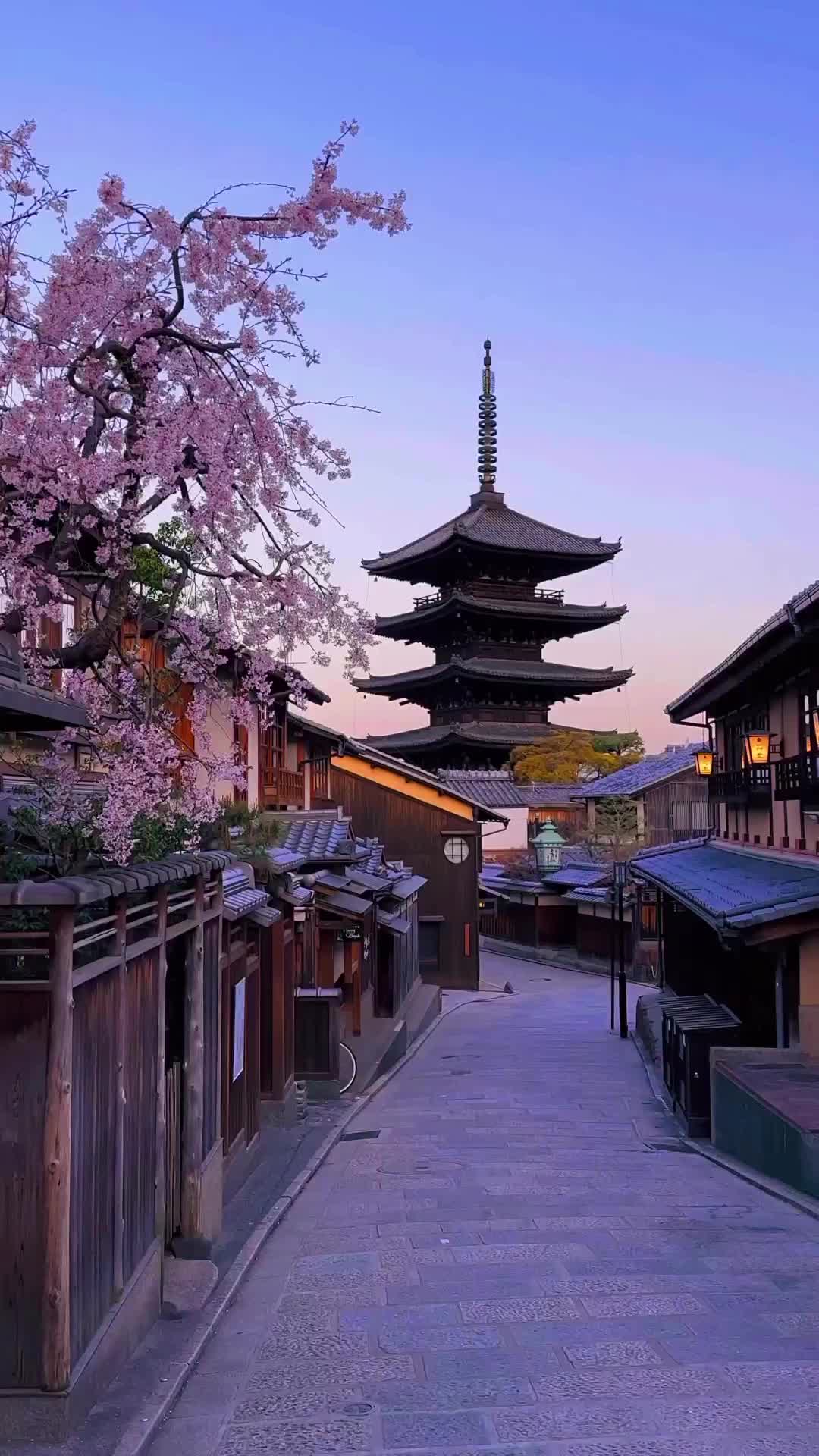 Experience Kyoto’s Cherry Blossoms Now! 🌸🇯🇵