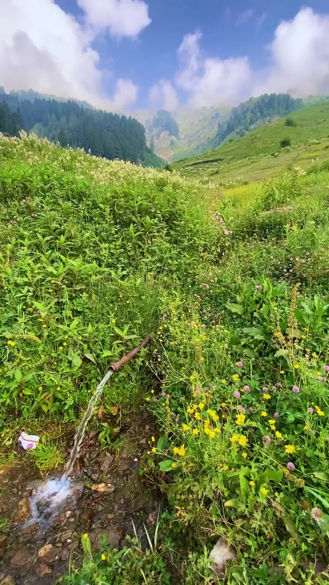 Untamed Beauty of Gurez Valley: Wildflowers in Kashmir