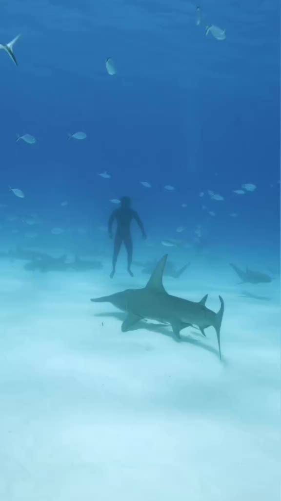 Swimming with Sharks in The Bahamas