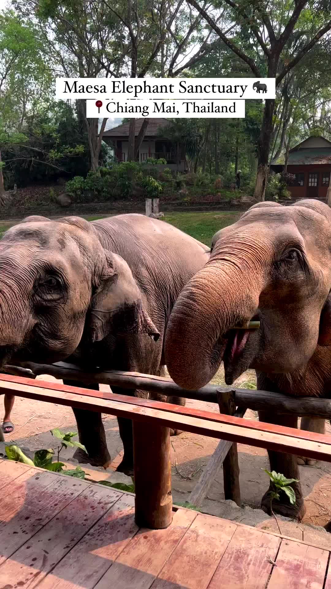 Visiting an elephant sanctuary, one in Chiang Mai is a must! After all ‘Chang’ means elephant🐘⁣ SAVE FOR LATER
⁣
I visited Maesa Elephant Sanctuary and I believe it was very ethical. Most of the residents here were retired performance elephant and therefore have been rescued are now looked after by this elephant sanctuary. Not any point, were the elephants forced to interact with you, seen performing tricks or anything similar. The elephants had so much space and were NOT chained and the guide explained to us they have a huge amount of land where are the elephants roam free at night. ⁣
⁣
As part of this experience, you simply were able to feed them many of their favourite foods which helps the elephants as our guide explained how much elephants need to eat per day! We also able to make medicine balls which we fed each elephant to help with the digestive system! ❤️⁣
⁣
Whenever you visit an elephant sanctuary, make sure it’s ethical, do your research! 🙏🏻⁣
⁣
⁣
#thailand #thailand🇹🇭 #thailandtiktok #thailandtiktok #travel #traveltiktok #traveltheworld #traveltheworldnow #asiantiktok #asiantravels #thailandtravel #thaiislands #thaielephants #elephantsanctury #elephants