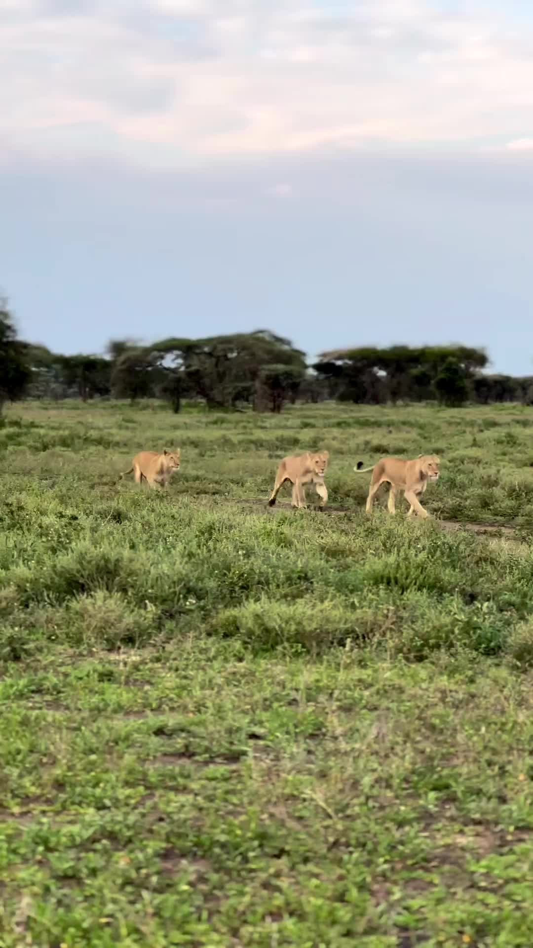 Playful Lionesses in Ndutu Serengeti
