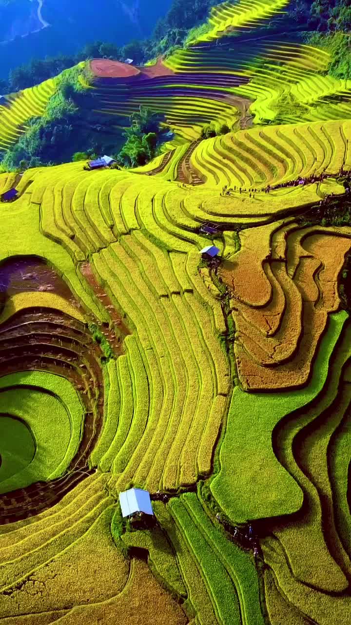 Majestic Terraced Fields in Hội An, Vietnam