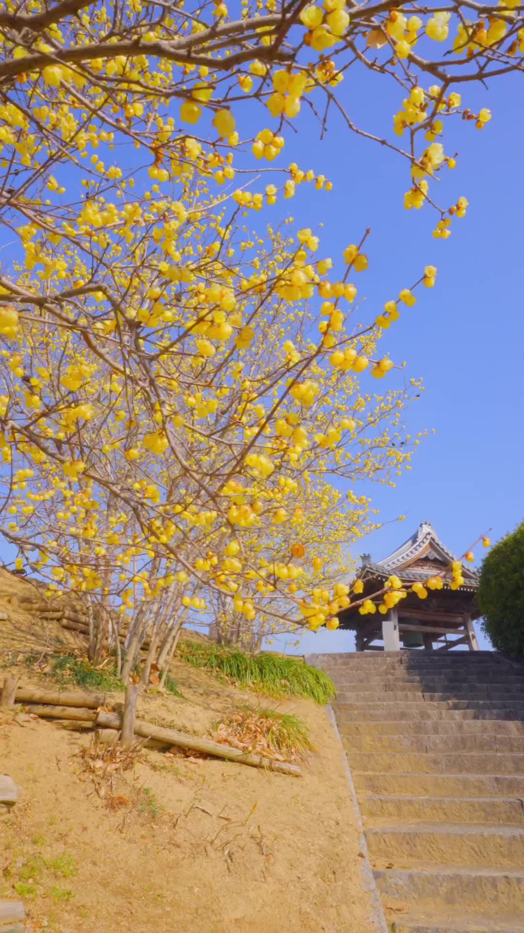 Enmeiin Temple: Roumei and Ume Blossoms in Full Bloom