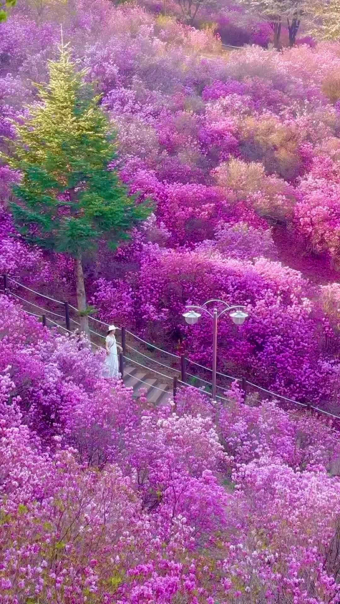 Discover Bucheon: Stunning Azalea Fields Near Seoul