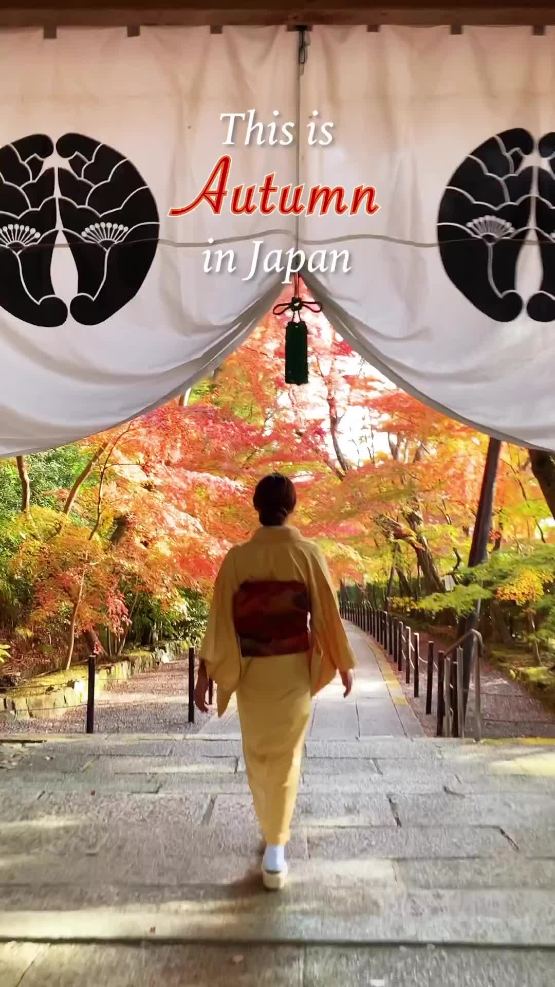 Discover Japan's Top 11 Autumn Leaf Spots! 🍁