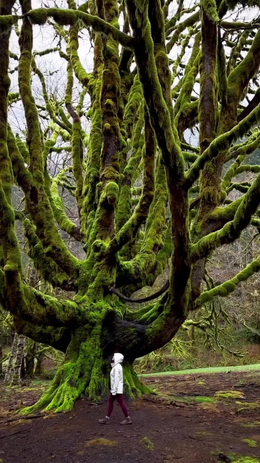Discover a Fairy Tale World in Olympic National Park