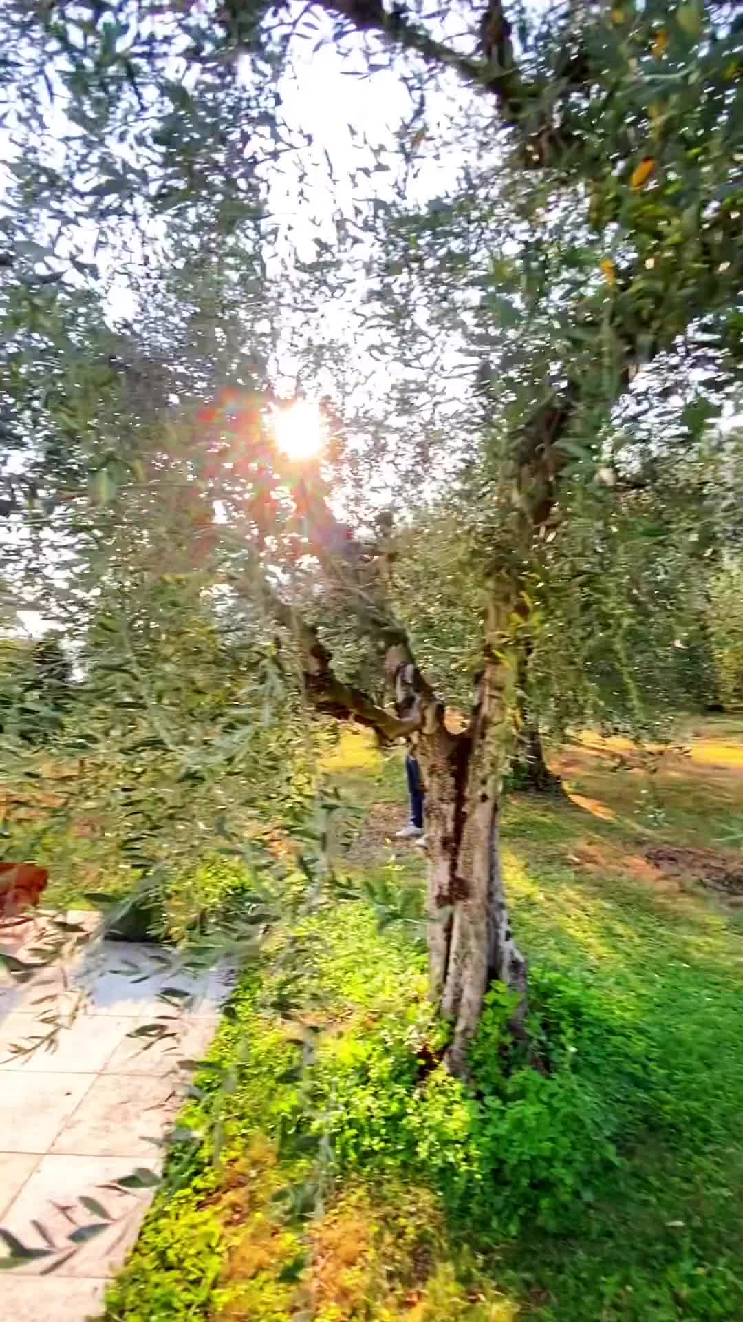 Stunning Light at Lake Iseo: Villa Lanza, Predore