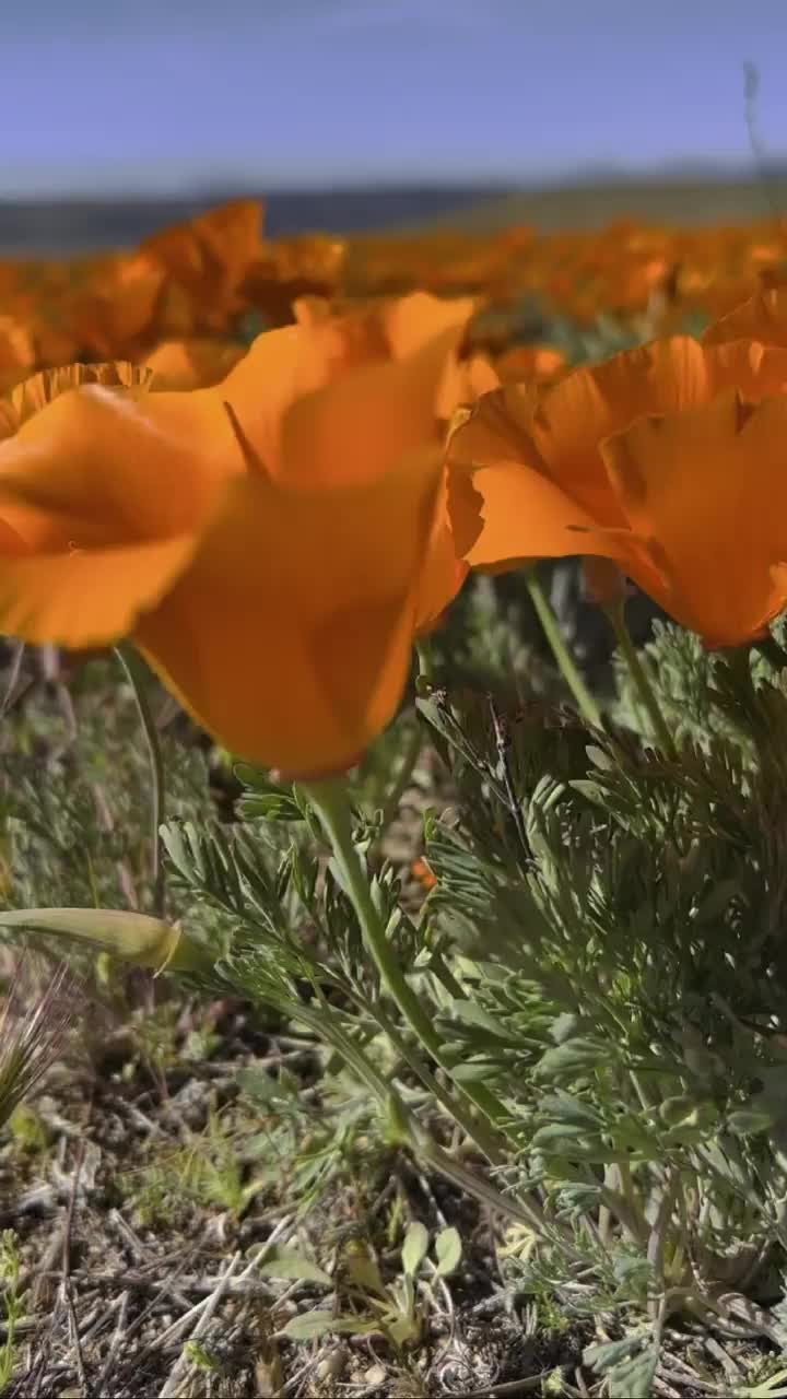 Top Activities at Antelope Valley Poppy Reserve