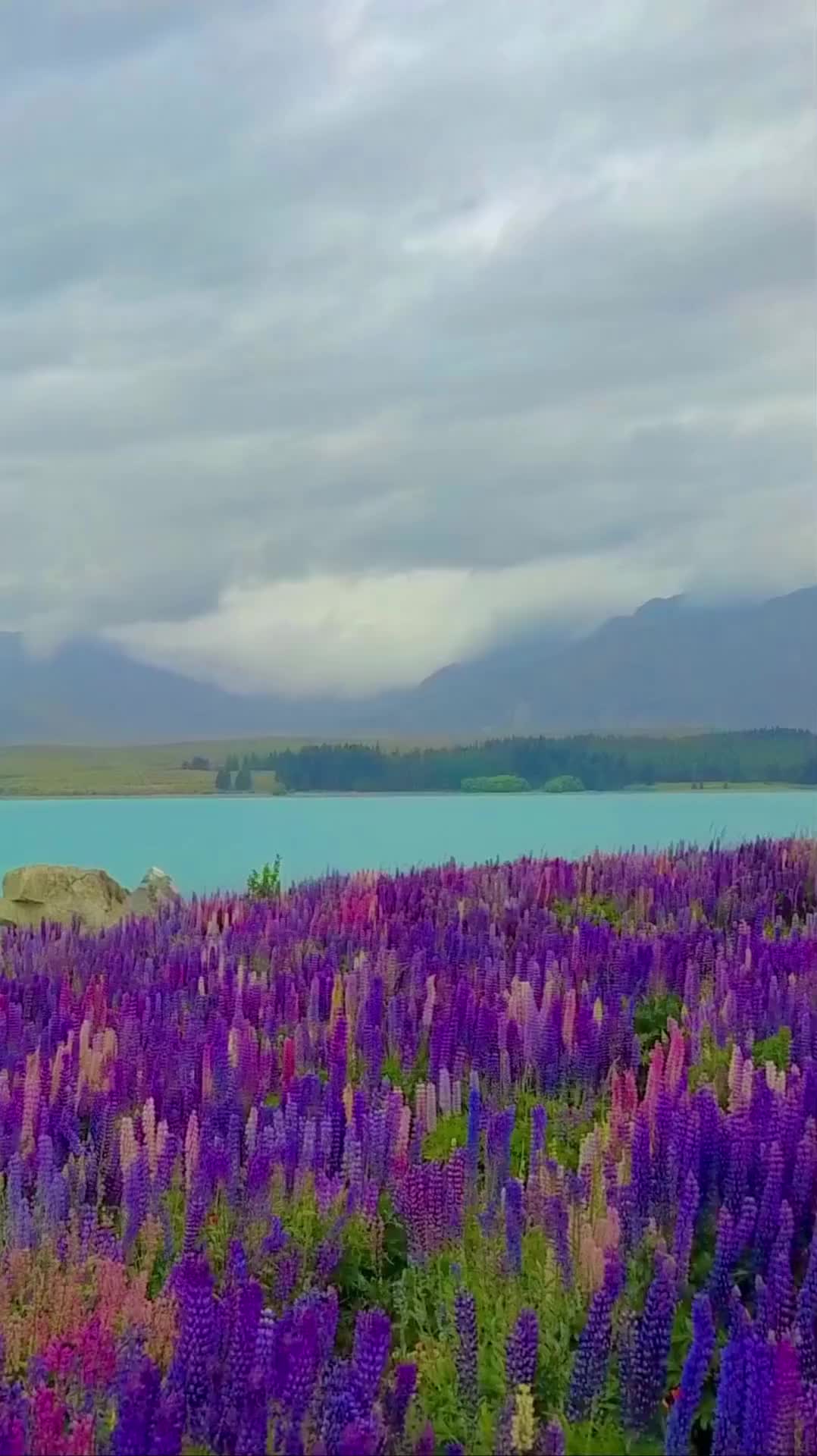 Stunning Lupins at Lake Tekapo, New Zealand 🌸