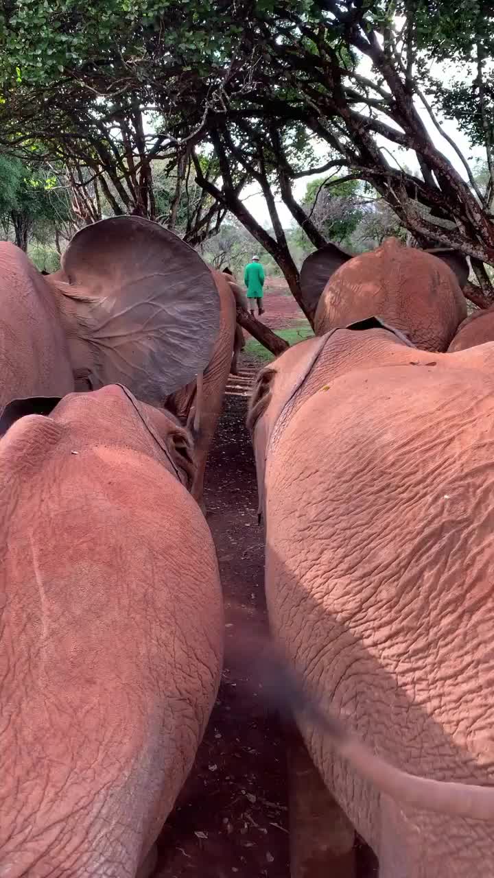 Breakfast Walk with Orphaned Elephants in Nairobi
