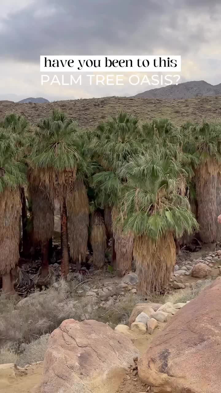 Palm Tree Oasis: Explore Indian Canyons in Palm Springs