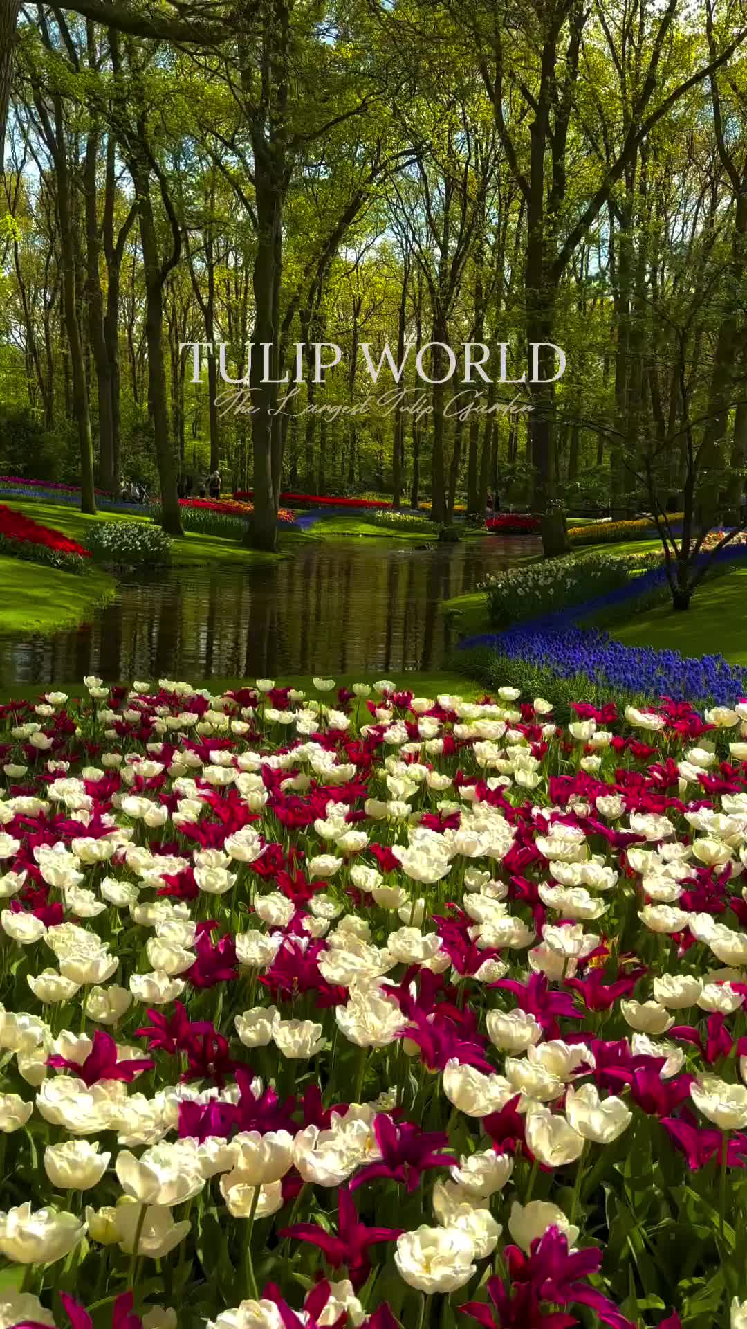 The World of Tulips 🌷🌷🌷

📍Keukenhof, Holland 🇳🇱 

Save this reel for your next trip to the Land of Tulips 🌷 

Tag someone you would love to visit with! ✈️

Follow me for more tulip content! 👇🏼
@daniel.budaes 
.
.
.

Keukenhof will be open daily from 21 March - 12 May from 08.00 - 19.30.
Tickets can be bought via www.keukenhof.nl.
The tickets are valid on a specific date during the opening season with arrival expected during a predetermined timeslot.
.
.
.
#holland #netherlands #tulips #tulipseason #tulipfields #largesttulipgardenintheworld #beautifuldestinations