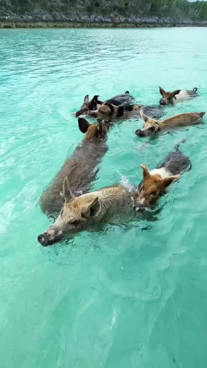 Meet the Famous Swimming Pigs of Exuma, Bahamas