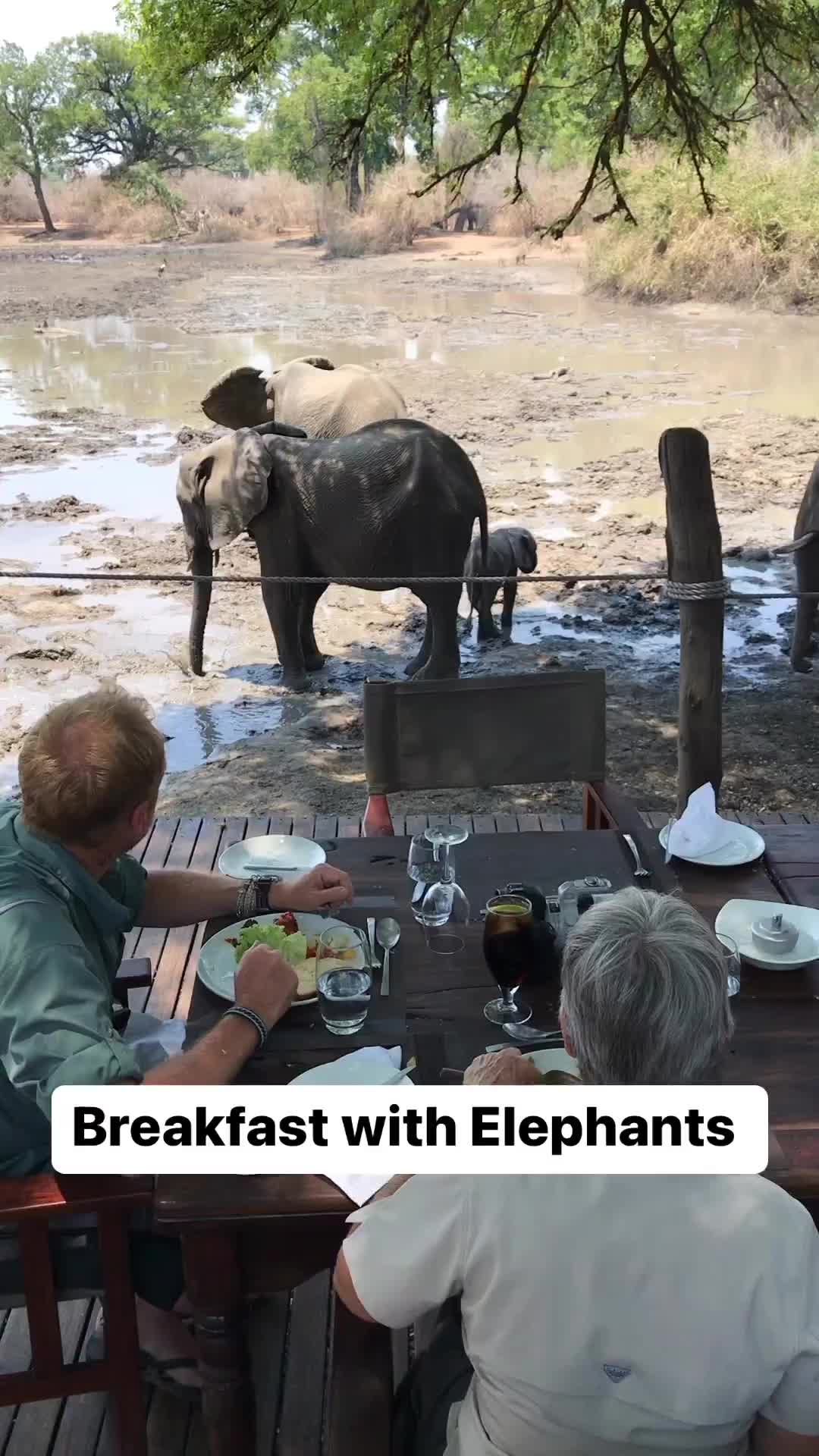 Breakfast with elephants, anyone?

Our Mana Pools & Hwange Safari is a special experience. Not only do you get incredible wildlife encounters in the field, but they also come and visit at camp. Or shall I say, we visit them in camp at their waterhole?

Amazing experience at Kanga Camp, part of the @africanbushcamps family of lodges.

#TandaAfrikaSafari
#IntoTheWildWithMarlon

#manapools #kangacamp #nature #photosafari #wildlifephotography #naturephotography #travelgram #beautifuldestinations #hotel #luxurysafari #marlondutoit