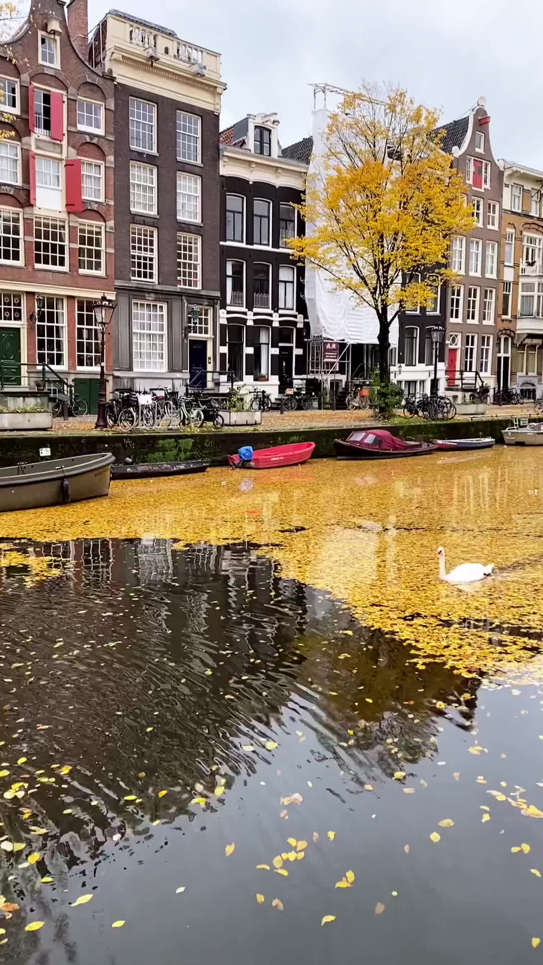 Golden Autumn in Amsterdam - Swan Canal Views