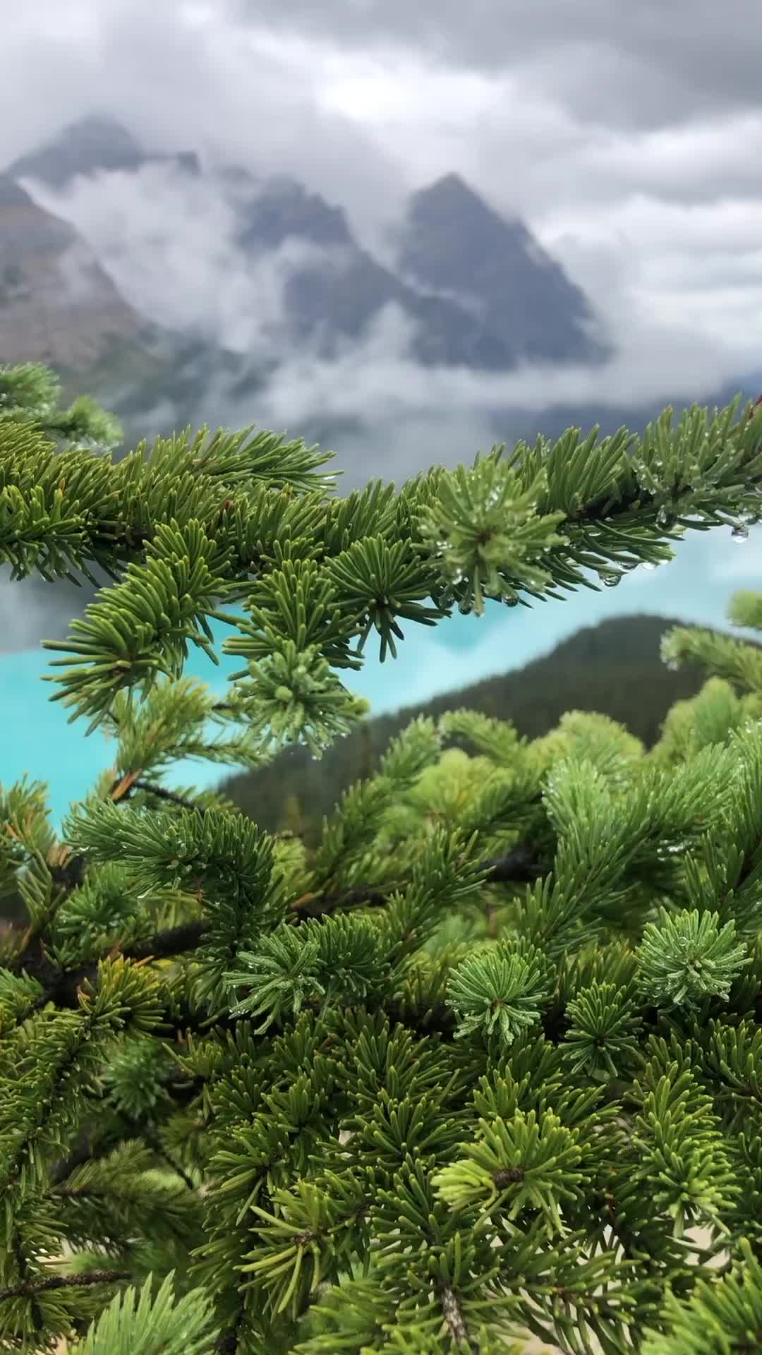 Stunning Turquoise Waters at Peyto Lake, Banff National Park