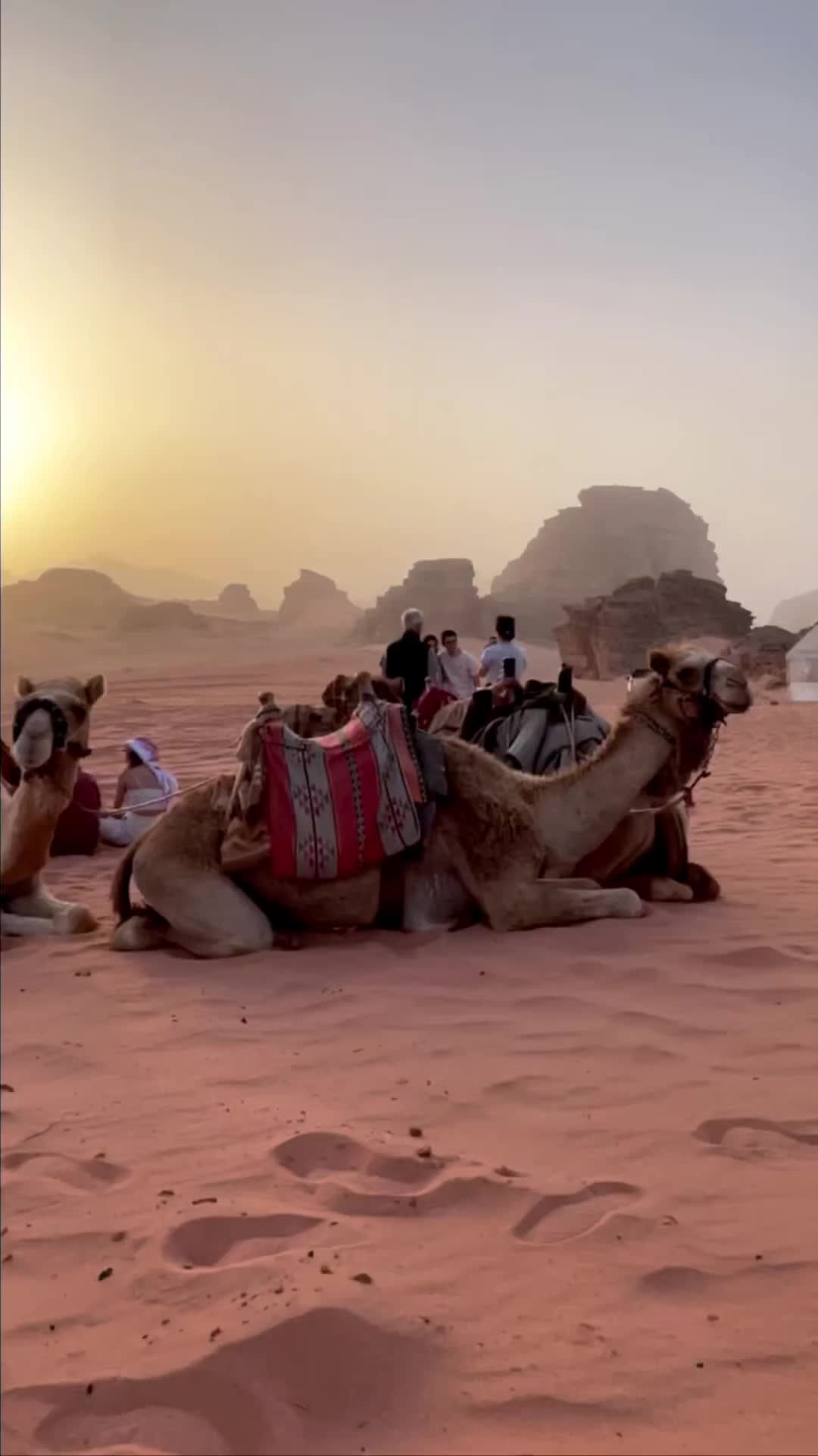 Spectacular Sunset in Wadi Rum Desert with Cute Camels