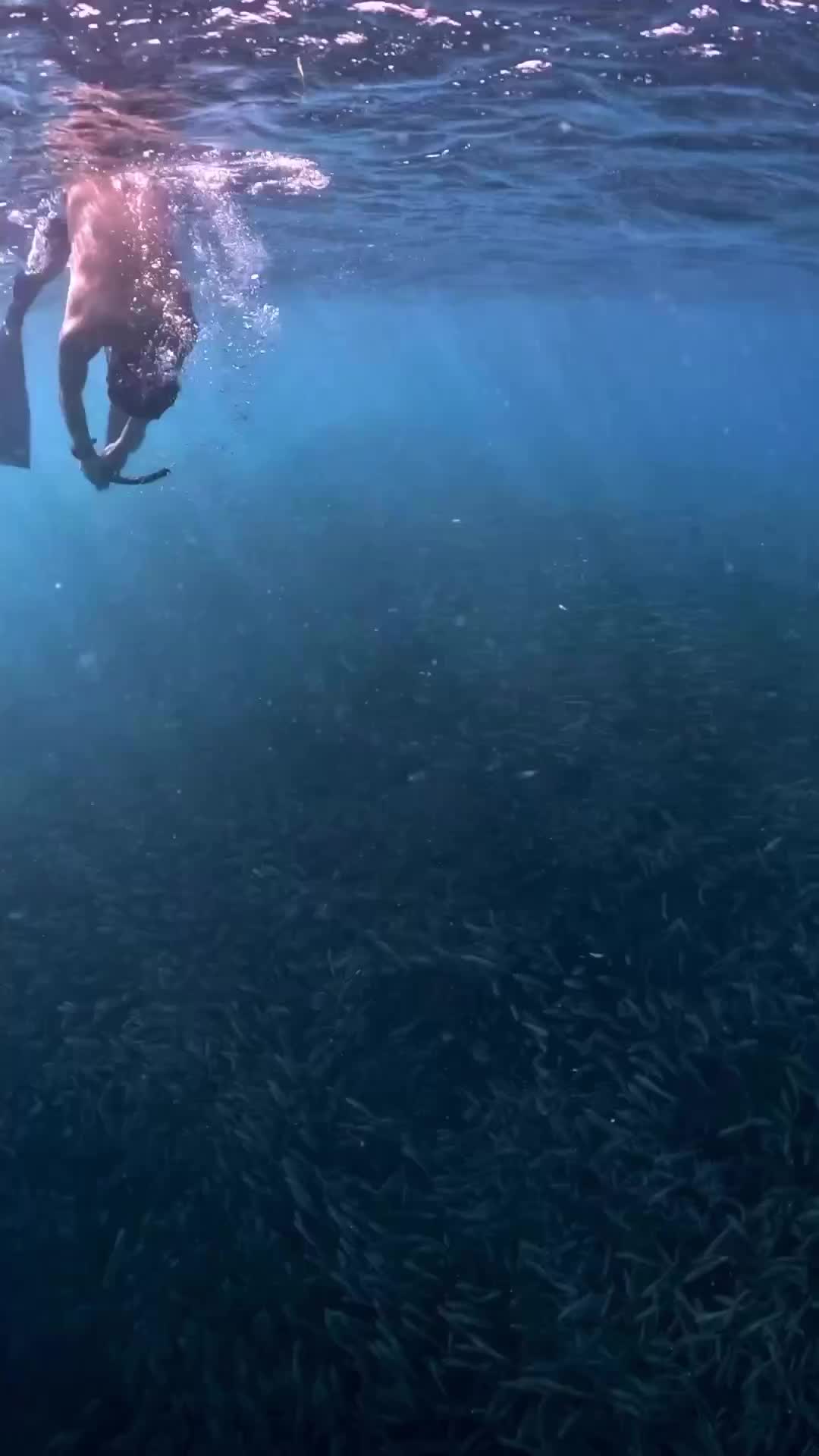 Magical Whaleshark Encounter in Botubarani, Gorontalo