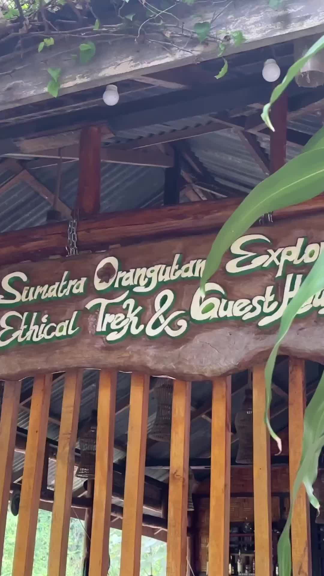 Exploring Sumatran Jungle: Wild Orangutans Adventure
