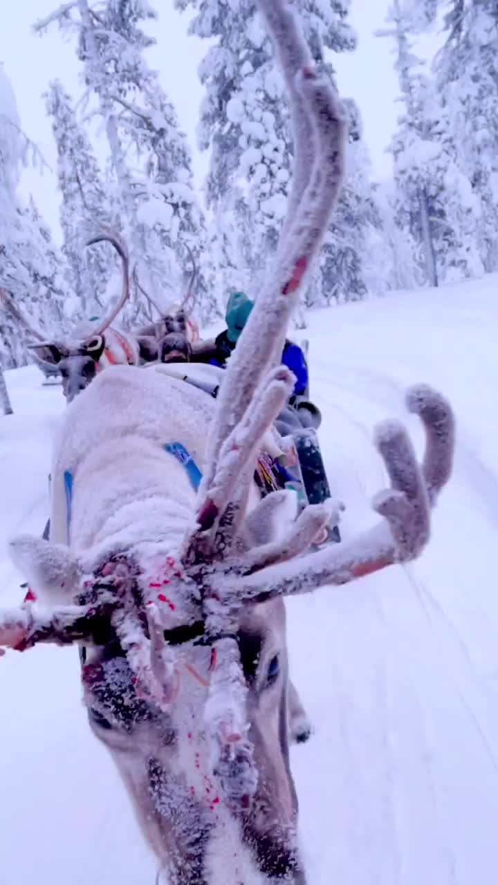 Winter Starts Today: Magical Reindeer Ride in Lapland