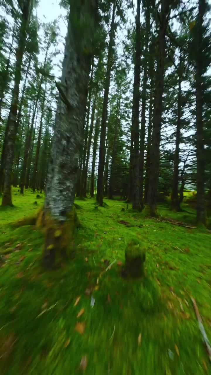 Magical Alaskan Forest Drone Adventure