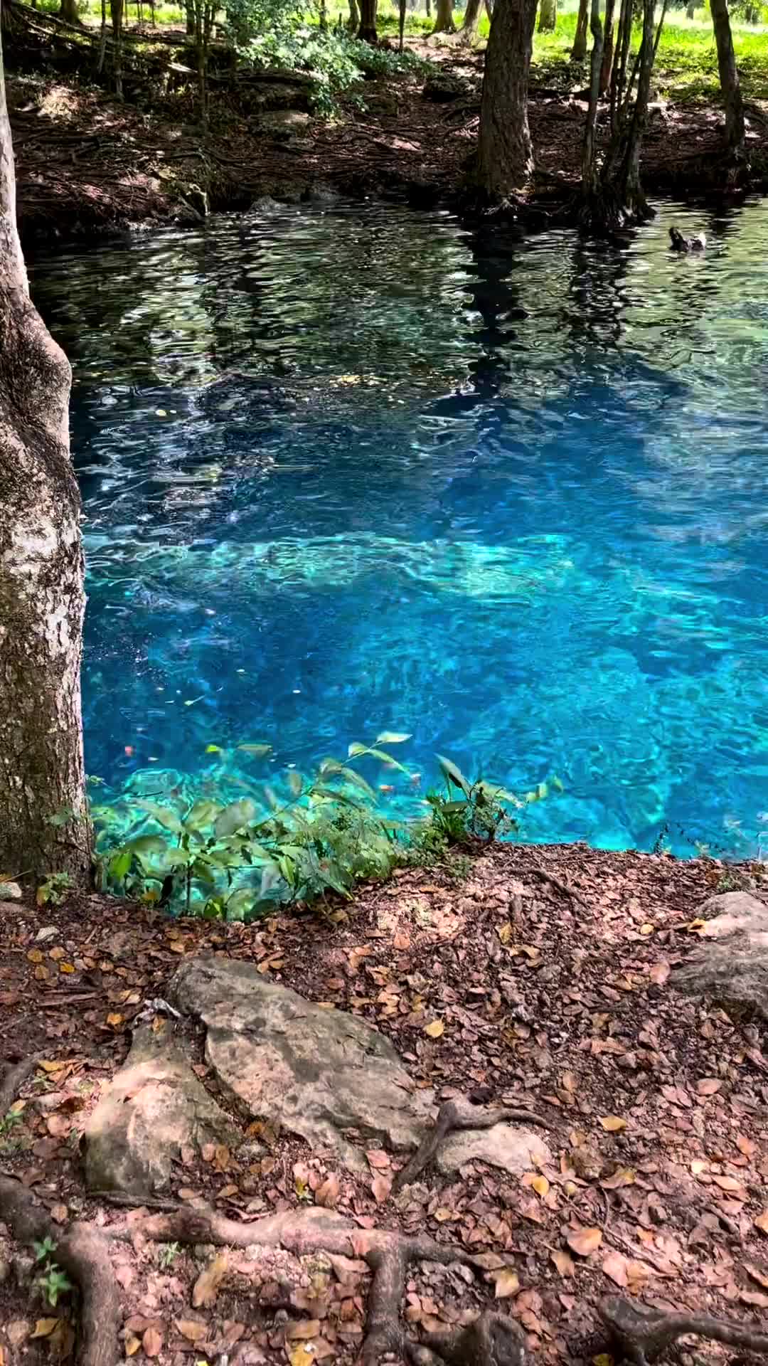 HOYO CLARO, LA PERLA DE PUNTA CANA 😍🇩🇴

Este es verdaderamente un lugar increíble, destacado por sus aguas de tonos azul y cristalina. Una belleza!!!

Se debe caminar unos 20 a 30 minutos desde la autopista, Importante saber que solo vehiculos 4x4 pueden llegar hasta el lugar.

La entrada tiene un costo de RD$200 por persona. 
Recomendable ir dia de semana.

DIME, YA VISITASTE ESTA MARAVILLA? ⬇️😍
Nos vamos el 16 de octubre con @hainatravel 🛣