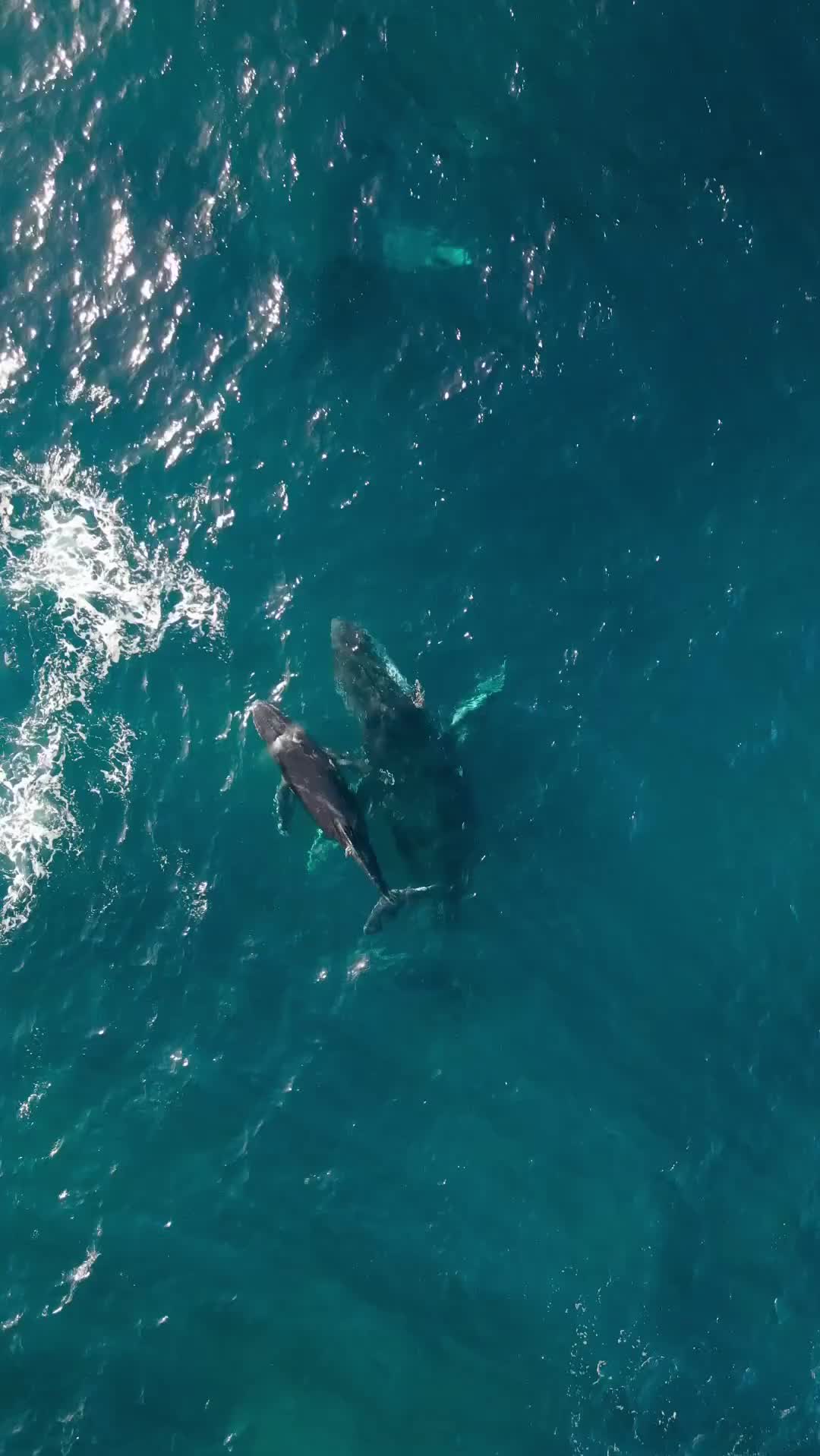 Amazing Whale Breach at Maroubra Beach, Sydney
