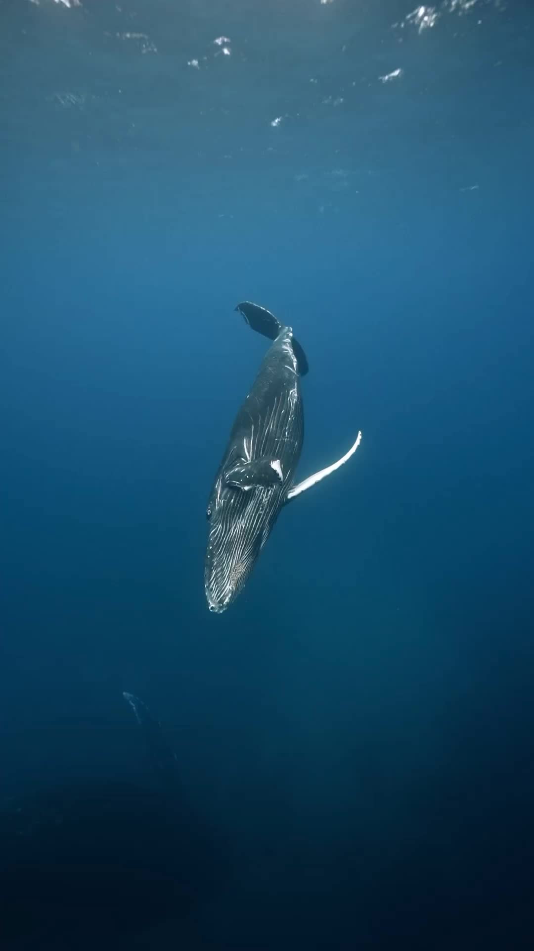 Playful Humpback Whale Calf in Mauritius Waters