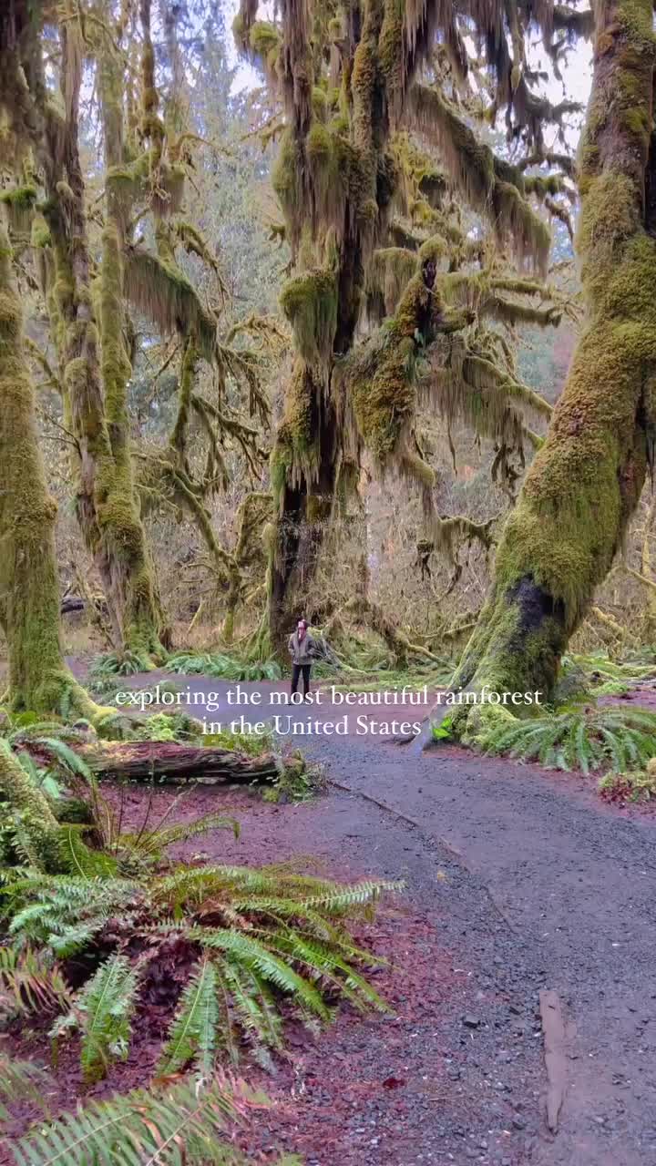 Explore the Enchanting Hoh Rainforest in Washington