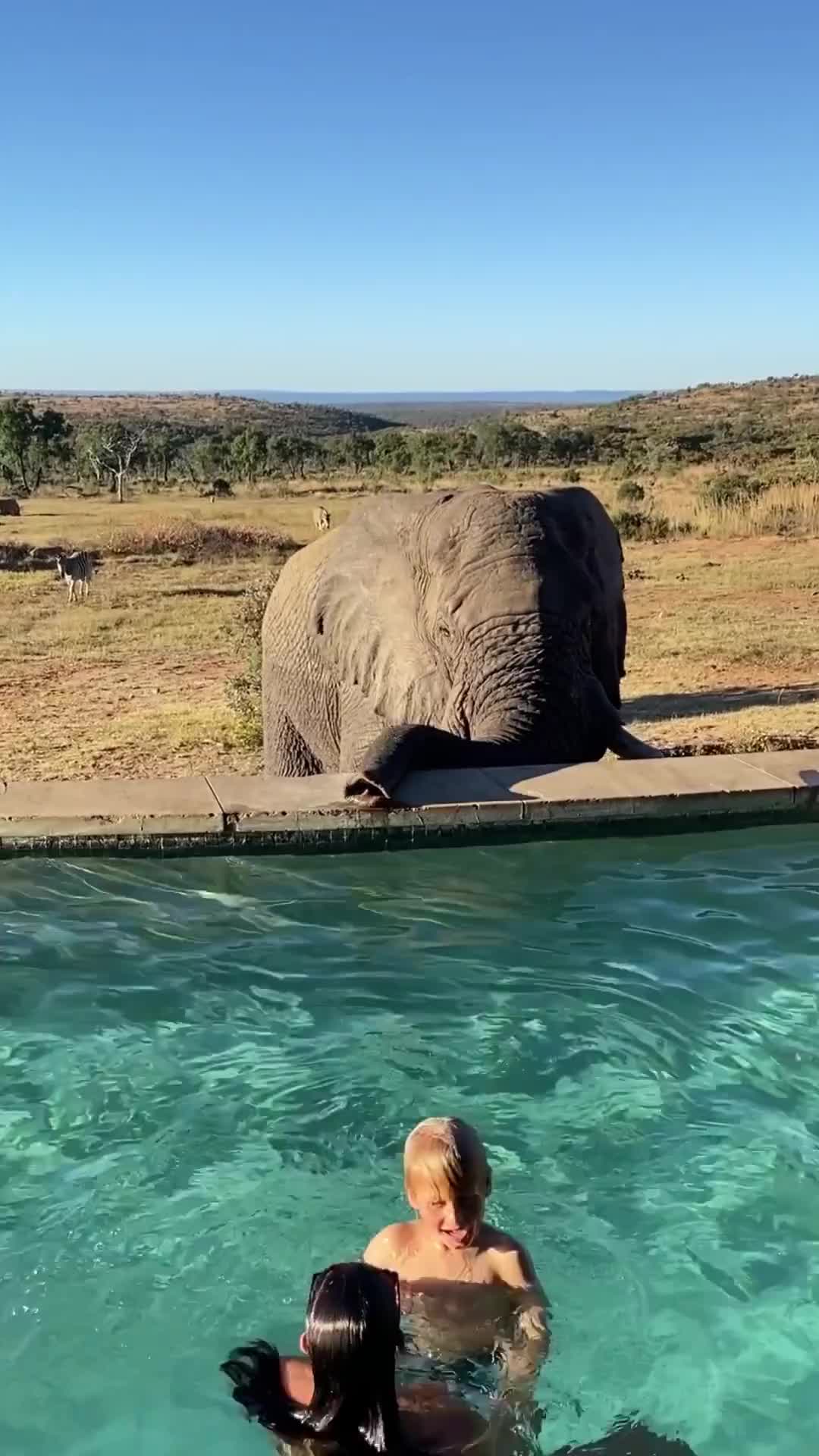 Elephants Join Pool Party at Mhondoro Safari Lodge